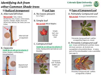 Identifying Ash from other Common Shade trees 1) Bud\Leaf Arrangement A. Alternate\WhirledNot an Ash- Oaks, Lindens, Hackberries, Elms, Poplars, Cottonwoods, Legumes, Catalpas, Apples, Pears and