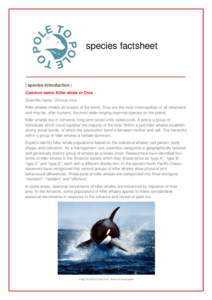 species factsheet  | species introduction | Common name: Killer whale or Orca Scientific name: Orcinus orca Killer whales inhabit all oceans of the world. They are the most cosmopolitan of all cetaceans