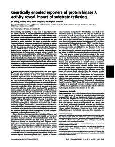 Genetically encoded reporters of protein kinase A activity reveal impact of substrate tethering Jin Zhang*, Yuliang Ma†‡, Susan S. Taylor†‡, and Roger Y. Tsien*†‡§ Departments of *Pharmacology and †Chemist