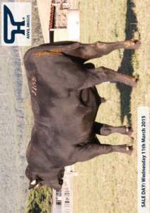 9TH AUTUMN PRODUCTION SALE Offering 45 HBR ANGUS BULLS & 30 FEMALES Wednesday, 11th March, 2015