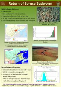 Archipini / Spruce Budworm