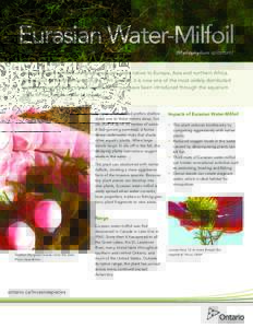 Eurasian Water-Milfoil (Myriophyllum spicatum) Eurasian water-milfoil is an invasive aquatic plant native to Europe, Asia and northern Africa. Introduced to North America in the 19th century, it is now one of the most wi