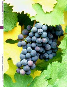 New World wine / Wine tasting / French wine / Terroir / California wine / Old World wine / Burgundy wine / Varietal / Sauvignon blanc / Wine / Biotechnology / Food and drink