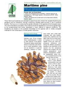 Technical guidelines for genetic conservation and use for maritime pine (Pinus pinaster)