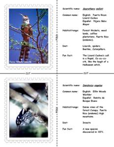 Elfin-woods Warbler / Puerto Rico / Tody / Puerto Rican Amazon / Fauna of Puerto Rico / Cuban Tody / Ornithology / Puerto Rican Tody / Puerto Rican Lizard Cuckoo