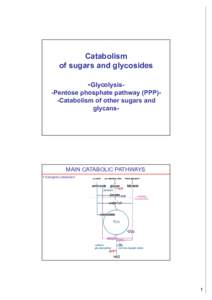 Catabolism of sugars and glycosides -Glycolysis-Pentose phosphate pathway (PPP)-Catabolism of other sugars and glycans-  MAIN CATABOLIC PATHWAYS