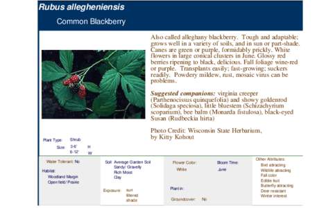 Common Blackberry (rubus allegheniensis)