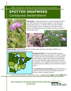 New Invasive Plants of the Midwest Fact Sheet  SPOTTED KNAPWEED Centaurea biebersteinii Description: Spotted knapweed is a short-lived perennial herb. First year plants form low-growing rosettes. It has flowering,