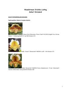 Woodstream Orchids Listing Select Divisions! SELECT PAPHIOPEDILUM DIVISIONS Paphiopedilum Modern Complex Hybrids  Tobacco Root Mountains ‘Penns Creek’ HCC/AOS (English Tea x Donna