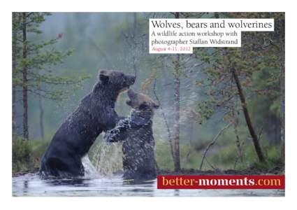 Wolves, bears and wolverines A wildlife action workshop with photographer Staffan Widstrand August 4-11, 2012  Wildlife action workshop in what is possibly the world’s best