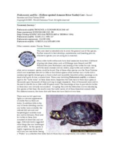 Red-eared slider / Turtle / Tortoise / Arrau turtle / Podocnemis / Herpetology / Yellow-spotted river turtle
