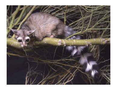 State Mammal: Ringtail SCIENTIFIC NAME: Bassariscus astutus  DESCRIPTION: A cat-sized mammal with a raccoon-like tail. Coat coloration ranges from stony gray to light tan, with longer