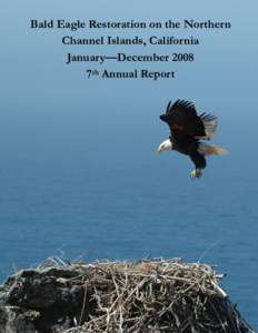 Eagles / Biology / Haliaeetus / Bald Eagle / Santa Cruz Island / Santa Catalina Island /  California / Bird nest / Bird / Seabird / Zoology / Channel Islands of California / Geography of California