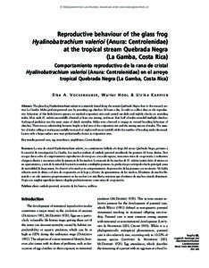 Herpetology / Frog / Glass frog / Spawn / Oviposition / Zoology / Biology / Cochranella / Cochranella pulverata / Hyalinobatrachium valerioi