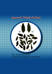 Apocyni Veneti Folium B C  1 cm