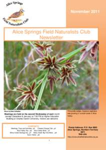 November[removed]Alice Springs Field Naturalists Club Newsletter  Photo by Barb Gilfedder