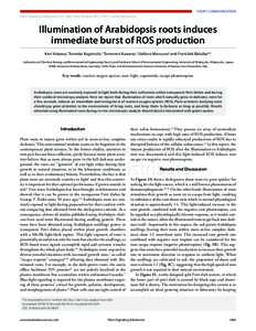 Short CommunicaTion Plant Signaling & Behavior 6:10, ; October 2011; ©2011 Landes Bioscience Illumination of Arabidopsis roots induces immediate burst of ROS production Ken Yokawa,1 Tomoko Kagenishi,2 Tomonori 