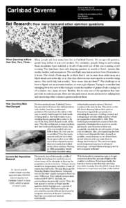 Pollinators / Carlsbad Caverns National Park / Vampire bat / Animal echolocation / Free-tailed bat / Gray Bat / Indiana bat / Bats / Night / Animal flight