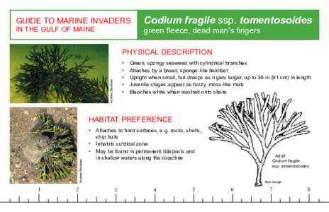 GUIDE TO MARINE INVADERS IN THE GULF OF MAINE Codium fragile ssp. tomentosoides green fleece, dead man’s fingers