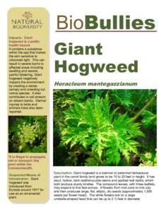 BioBullies Impacts: Giant hogweed is a public health hazard. It contains a substance within the sap that makes