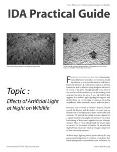 PG 2: Effects of Artificial Light at Night on Wildlife  Photograph by Blair Witherington Photograph by US Fish and Wildlife Service
