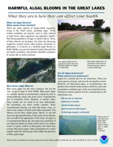 HARMFUL ALGAL BLOOMS IN THE GREAT LAKES What they are & how they can affect your health What are algal blooms? What makes them harmful? There are many species of single-celled organisms living in the Great Lakes, includi