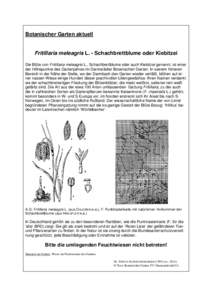 Botanischer Garten aktuell  Fritillaria meleagris L. - Schachbrettblume oder Kiebitzei Die Blüte von Fritillaria meleagris L., Schachbrettblume oder auch Kiebitzei genannt, ist einer der Höhepunkte des Gartenjahres im 