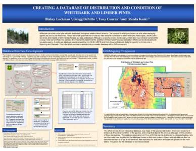 Creating A Database Of Distribution And Condition Of Whitebark And Limber Pines