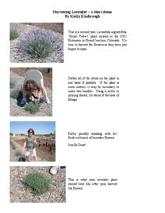 Harvesting Lavender – a short demo By Kathy Kimbrough This is a second year Lavandula angustifolia ‘Royal Velvet’ plant located at the CSU Extension in Grand Junction, Colorado. It’s