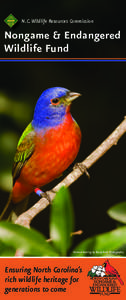 N.C. Wildlife Resources Commission  Nongame & Endangered Wildlife Fund  Painted bunting by Brady Beck Photography