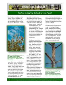 Botany / Pine pitch canker / Canker / Flora of the United States / Fusarium subglutinans / Pinus taeda / Sphaeropsis blight / Fusarium circinatum / Tree diseases / Biology / Fusarium