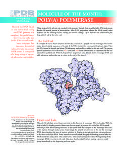 MOLECULE OF THE MONTH: www.pdb.org [removed] POLY(A) POLYMERASE doi: [removed]rcsb_pdb/mom_2008_10