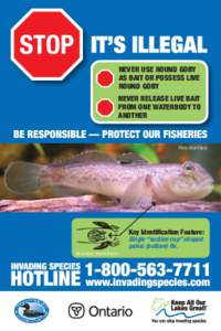 NEVER USE ROUND GOBY AS BAIT OR POSSESS LIVE ROUND GOBY NEVER RELEASE LIVE BAIT FROM ONE WATERBODY TO ANOTHER