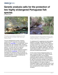 Genetic analysis calls for the protection of two highly endangered Portuguese fish species