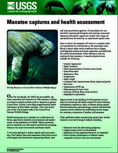 Manatee captures and health assessment and local government agencies. All procedures are conducted by experienced biologists and veterinary personnel. Manatees selected for capture are circled with a large net and pulled