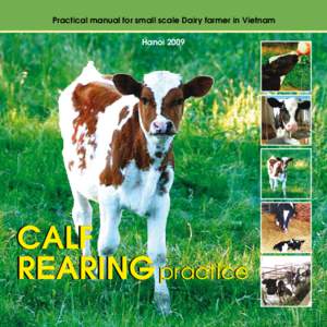 Practical manual for small scale Dairy farmer in Vietnam Hanoi 2009 CALF REARING practice 1