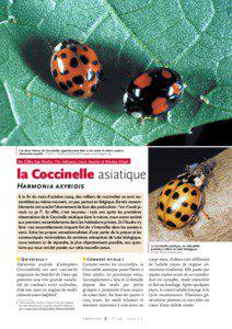 Ces deux formes de Coccinelles appartiennent bien à une seule et même espèce : Harmonia axyridis - Cliché L. Tedders/USDA ARS à www.insectimages.org