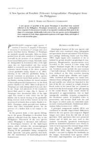 Copeia, 2007(3), pp. 622–629  A New Species of Ponyfish (Teleostei: Leiognathidae: Photoplagios) from the Philippines JOHN S. SPARKS