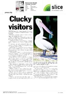 Foundation for National Parks & Wildlife / Naracoorte /  South Australia / Pelecanus / Pelicans / Ornithology