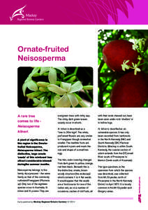 Ornate-fruited Neisosperma A rare tree comes to life Neisosperma kilneri.