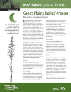 Manitoba’s Species At Risk Endangered Great Plains ladies’-tresses Spiranthes magnicamporum