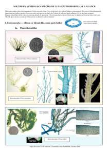 Sea lettuce / Ulva lactuca / Ulva / Plant / Algae / Ulvophyceae / Water