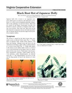 publication[removed]Black Root Rot of Japanese Holly Mary Ann Hansen, Extension Plant Pathologist, Department of Plant Pathology, Physiology and Weed Science, Virginia Tech