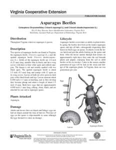 publication[removed]Asparagus Beetles Coleoptera: Chrysomelidae, Crioceris asparagi (L.) and Crioceris duodecimpunctata (L.) Eric R. Day, Director, Insect Identification Laboratory, Virginia Tech Tom Kuhar, Assistant Pr