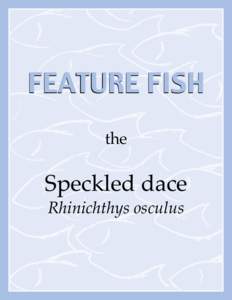 FEATURE FISH the Speckled dace Rhinichthys osculus