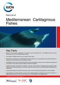 Red List of  © Maurizio Wurtz Mediterranean Cartilaginous Fishes