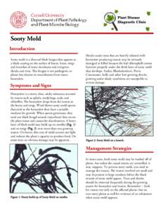 S	 ooty Mold Introduction Sooty mold is a charcoal black fungus that appears as a black coating on the surface of leaves, fruits, twigs and branches of many deciduous and evergreen shrubs and trees. This fungus is not pa