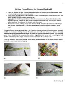 Biology / Botany / Plant physiology / Plant morphology / Flowers / Peony / Bud