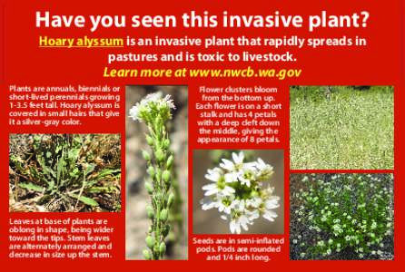 Have you seen this invasive plant? Hoary alyssum is an invasive plant that rapidly spreads in pastures and is toxic to livestock. Learn more at www.nwcb.wa.gov