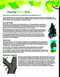 Pruning Mature Trees Understand the pruning needs of mature trees and the proper pruning techniques for their care. Pruning is the most common tree maintenance procedure. Although forest trees grow quite well with only n